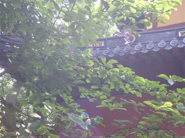 IMGP0640.JPG