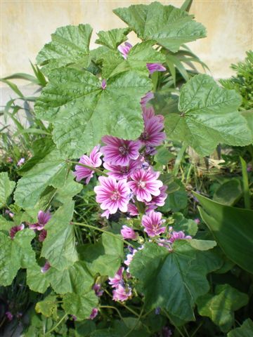 IMGP0667.jpg