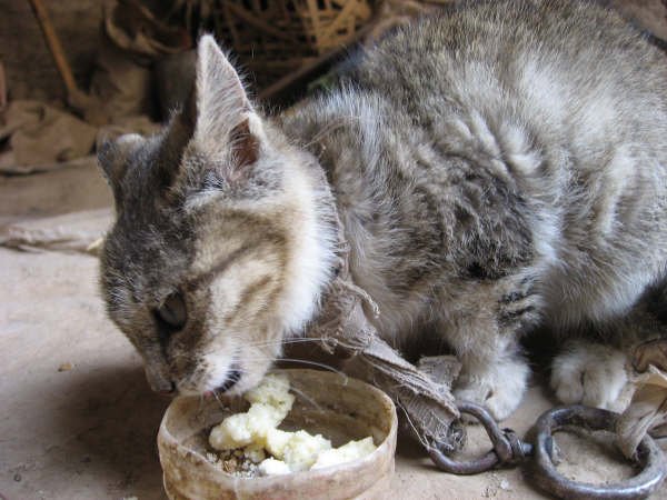 村民家里的小猫那么小却只能吃煮土豆而且要被拴着还没水喝。但是她还是非常配合我。